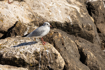 Gray seabird stands on rough, sunlit rocks © Romain