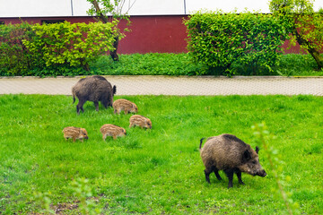 Obraz premium Wild boar family walking on grass in urban area. Wild life and modern city