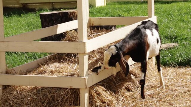 black and white goat stands beside a wooden hay feeder in a sunny farm pen, illustrating practical livestock nutrition, feeding infrastructure, animal husbandry and smallholding care