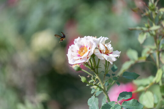Insecte butineur approchant d'une rose