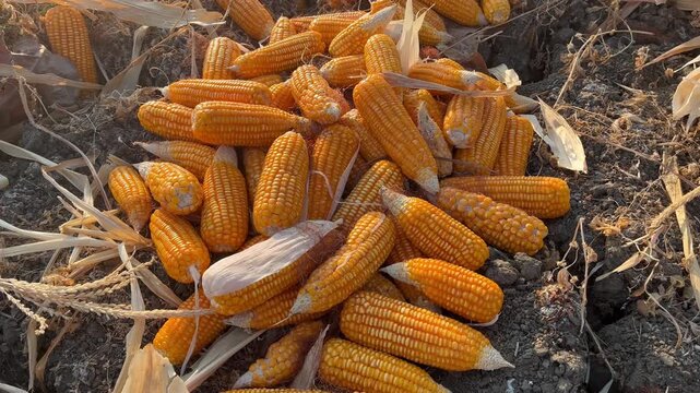 Harvested yellow corn cobs drying on the ground in agricultural farm