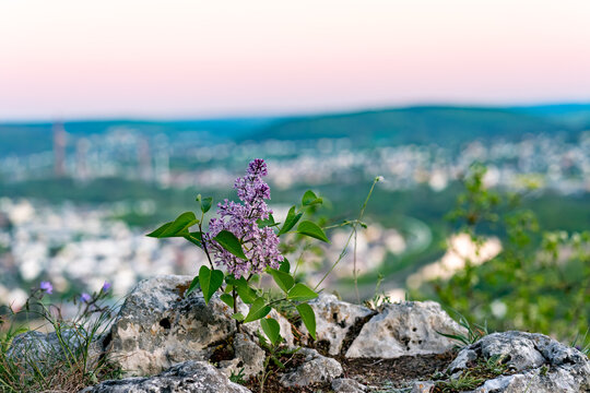 Flowering plant overlooking Kelheim landscape