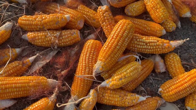 Close up of harvested yellow corn cobs in agricultural farm field