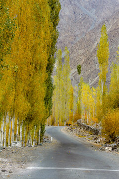 View of a winding road lined with vibrant golden autumn poplar trees against a backdrop of rugged mountains in Phander Valley, Gilgit-Baltistan, Pakistan.
