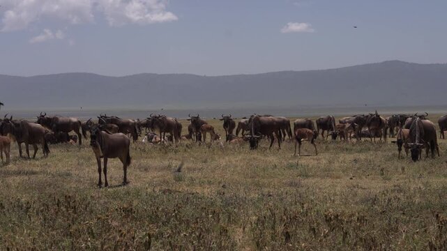 ンゴロンゴロ自然保護区の草原に群れるヌーとその子ども、タンザニア（Wildebeest Herd Grazing in Ngorongoro Conservation Area, Tanzania）