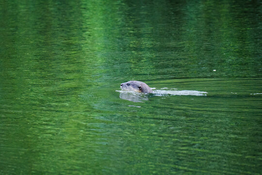 Wild Otter Swimming and Foraging for Food in Green River