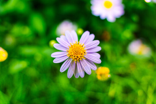 Purple Aster Flower Blooming in Tropical Garden Spring Outdoor Nature