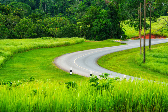 Winding asphalt road curving through green grassland with electric poles and lush forest
