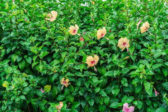 Hibiscus flowers blooming in lush green garden foliage