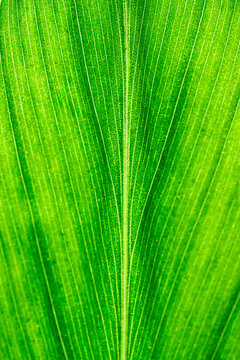 Green Palm Leaf Detailed Veins Structure Natural Texture