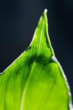 Green Palm Leaf Detailed Veins Structure Natural Texture