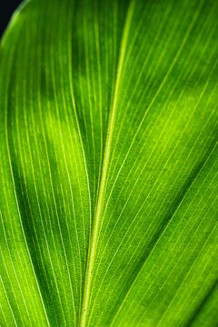 Green Palm Leaf Detailed Veins Structure Natural Texture