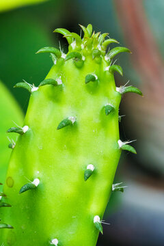 Closeup green cactus stems with small spines growing in greenhouse