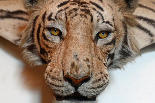 Blcik in die Augen eines ausgestopften Tigers