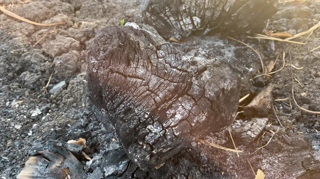 Close up of charred wood and ashes after forest fire