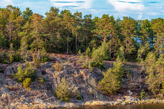 Rocky cliff covered with green pine forest on a scenic island in Stockholm archipelago. Beautiful Nordic nature background, texture of granite stone, and ecology travel concept in Sweden.