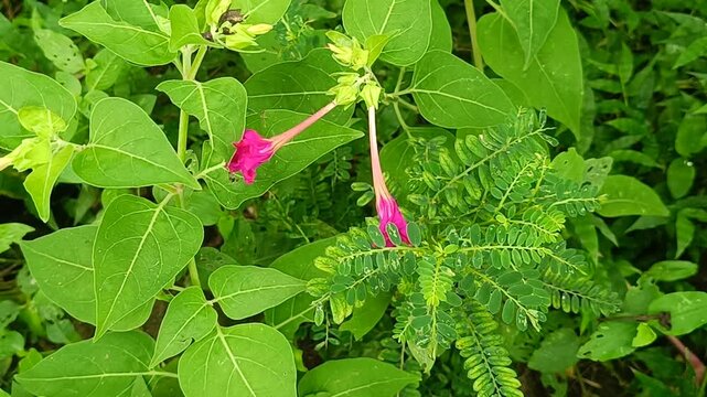 Bright pink four o clock flower