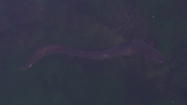Two elongated eels navigate a dark, aquatic environment with visible aquatic plants and sediment