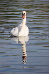 Gros plan d'un gros cygne blanc flottant sur des eaux sombres calmes présentant de petites vagues en lignes. Animal seul sur un plan d'eau. © Xavier