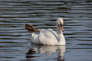 Gros plan d'un gros cygne blanc flottant sur des eaux sombres calmes présentant de petites vagues en lignes. Animal seul sur un plan d'eau. © Xavier