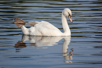 Gros plan d'un gros cygne blanc flottant sur des eaux sombres calmes présentant de petites vagues en lignes. Animal seul sur un plan d'eau. © Xavier
