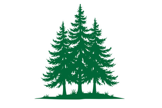 Pine trees vector illustration isolated on transparent background