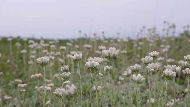 Antennaria dioica sway in the wind.