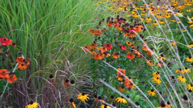 The camera moves from a wide view to a closer shot of black-eyed Susan and orange helenium flowers growing among fountain grass.