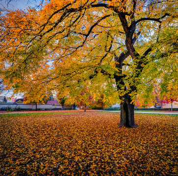 Lush beech tree in Grassalkovich Castle garden. Wonderful morning scene of Hatvan town in Heves County, Hungary, Europe. Beauty of nature concept background.