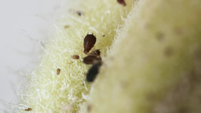 Close up macro footage of aphids crawling on fuzzy plant stem with shallow depth of field