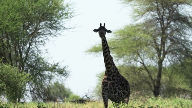 タランギレ国立公園のサバンナでこちらを見つめるキリン、アカシアの森とタンザニアの野生動物（Giraffe in Tarangire National Park, Tanzania）