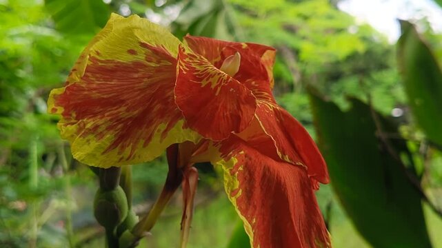 Red and yellow canna lily flower