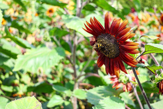 A close up of a beautiful sunflower head in Summer. 