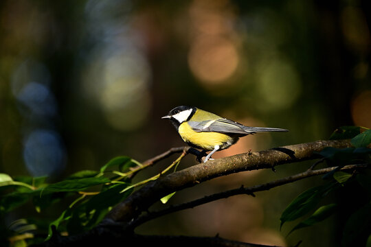 A wild tit sits on a tree branch in an autumn forest.