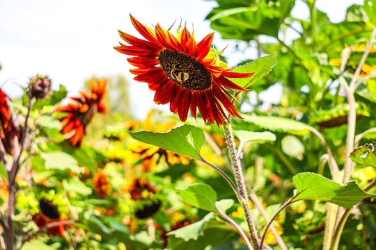 A close up of a beautiful sunflower head in Summer. 