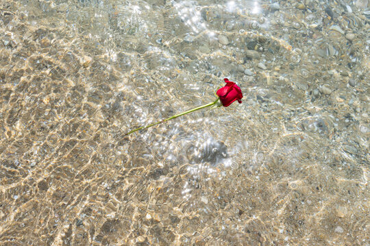 Red rose floating on shallow clear ocean water with sparkling sunlight on Valentine's Day