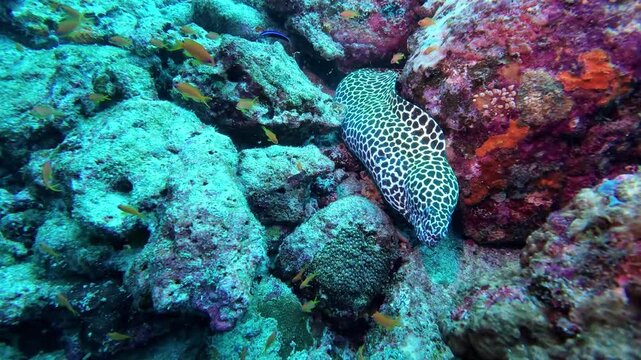 Weh Island, Indonesia : Footage of honeycomb moray eels between rocks surrounded by reef fish in Seulako Cave, famous dive site in Weh Island of Sabang, Aceh, Indonesia