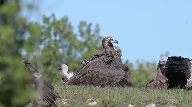 Eurasian griffon vulture (Gyps fulvus), cinereous vulture (Aegypius monachus) feeding in wild in slow motion