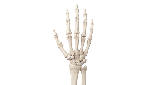 Anatomical human hand skeleton, realistic bone structure on white background, medical study of phalanges and metacarpals