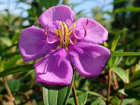 Tibouchina Urvilleana Melastomataceae Princess Flower Bloom In Natural Garden Setting Beautiful Princess Flower Closeup With Detailed Petals Tropical Princess Flower Growing In Garden Elegant Glory Bu