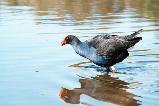 Australasian swamphen with dark blue plumage and a bright red bill walking through shallow water with a reflection on the surface.