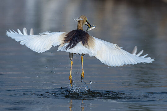 View of an Indian pond heron taking flight from the water with a freshly caught fish in its beak, wings fully extended and water splashing, Multan, Punjab, Pakistan.