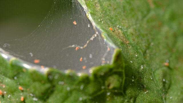 Dense spider mite webbing with numerous mites on a damaged castor bean plant leaf, showing an active plant pest and biological control environment.