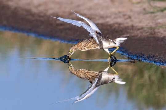 View of an Indian pond heron catching a fish in the shallow water of a pond, with its reflection visible on the calm surface in Multan, Punjab, Pakistan.