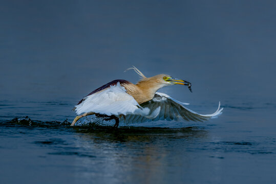 View of an Indian pond heron catching a fish with its wings spread over the water surface in Multan, Punjab, Pakistan.