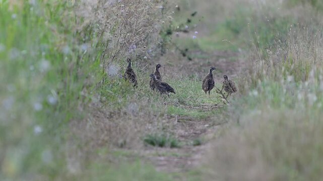 Flock of grey partridges (Perdix perdix) walking along a grassy rural trail in slow motion