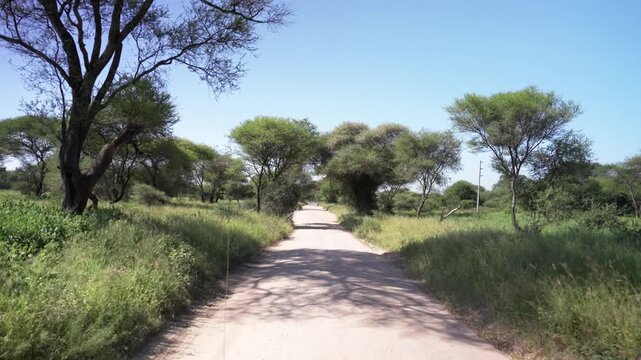 タンザニア・タランギレ国立公園のサファリロードを走る車載視点、アカシアの木々と青空（Tarangire National Park Safari Road POV, Tanzania）