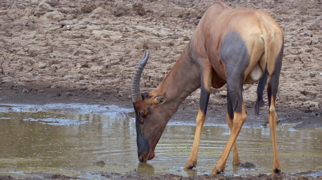 Maasai Mara National Reserve, Kenya. Topi antelope grazing by a waterhole in Maasai Mara. 2 clips.