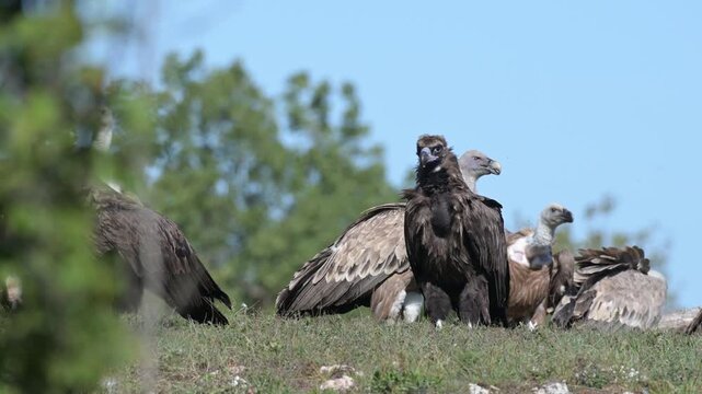 Eurasian griffon vulture (Gyps fulvus), cinereous vulture (Aegypius monachus), and ravens (Corvus corax) feeding in wild in slow motion. Close up
