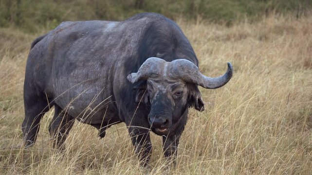 Maasai Mara Natural Reserve, Kenya. African buffalo standing in tall grass in Maasai Mara.